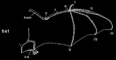 bat wing skeleton diagram