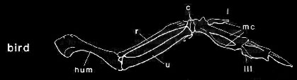 bird wing skeleton diagram