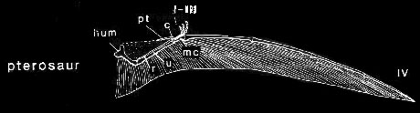 pterosaur wing skeleton diagram